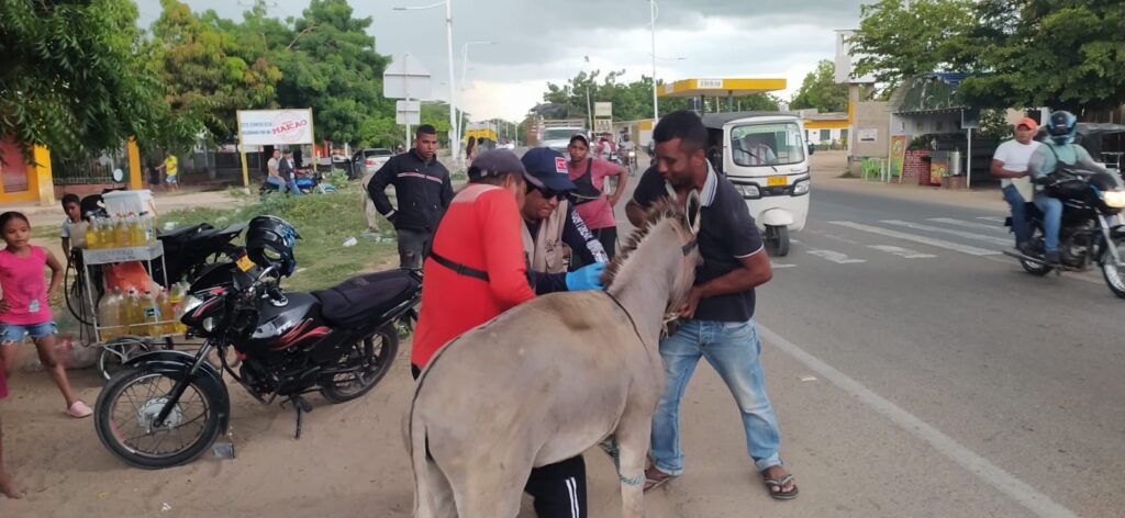 vacunación encefalitis equina venezolana Maicao